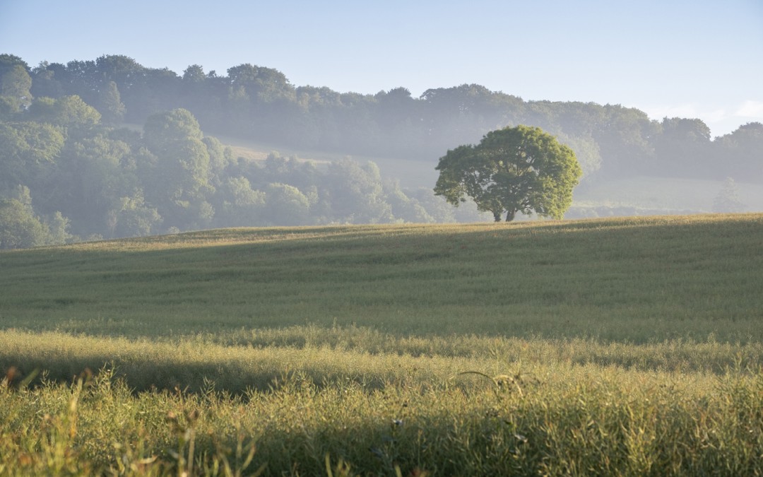 A land flourishing in harmony