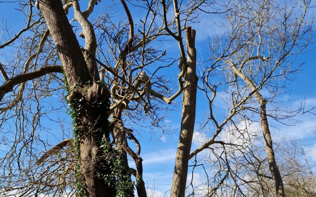 Ash Dieback on the Birling Estate