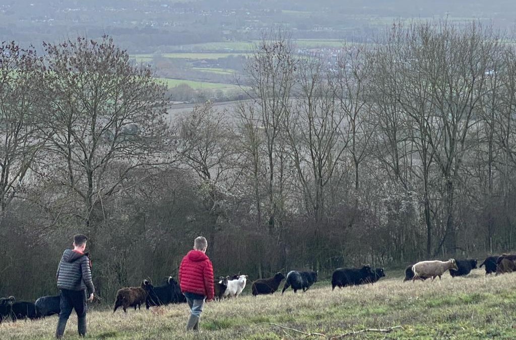 The Birling Black Sheep Project