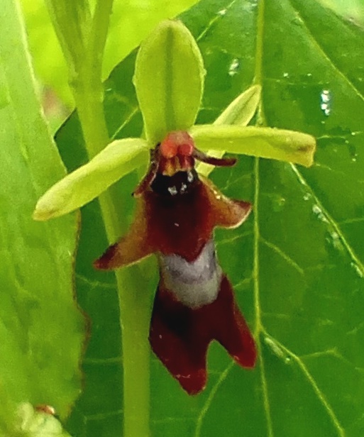 Citizen Scientists Wildlife Surveys