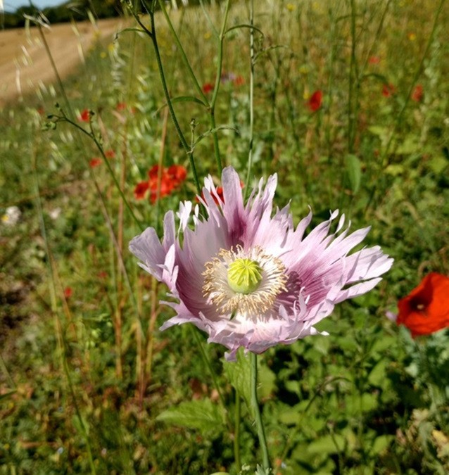 Ending Summer on a High Note: Surprising Wildlife Finds on the Estate