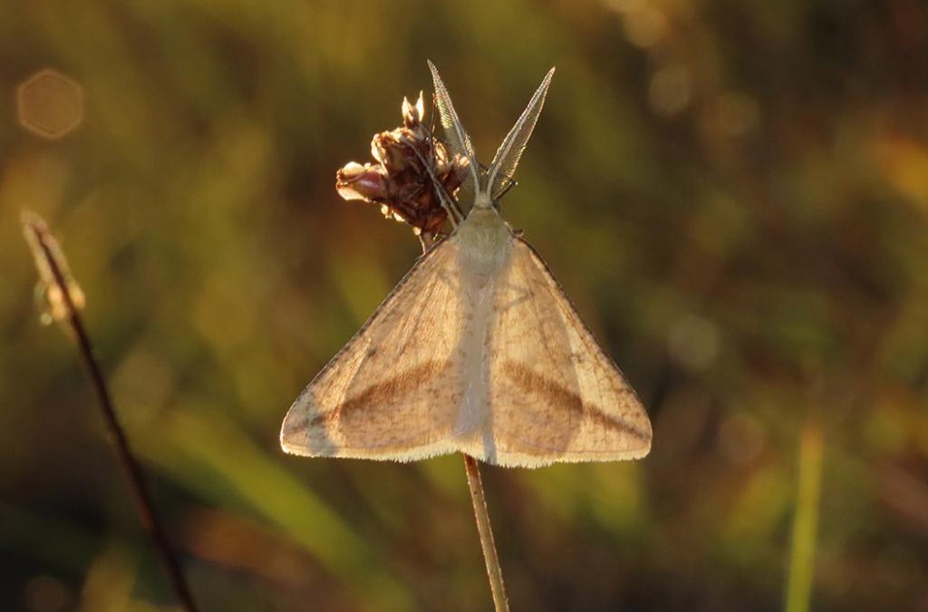 Exciting Discovery of Endangered Straw Belle Moths at Birling Estate