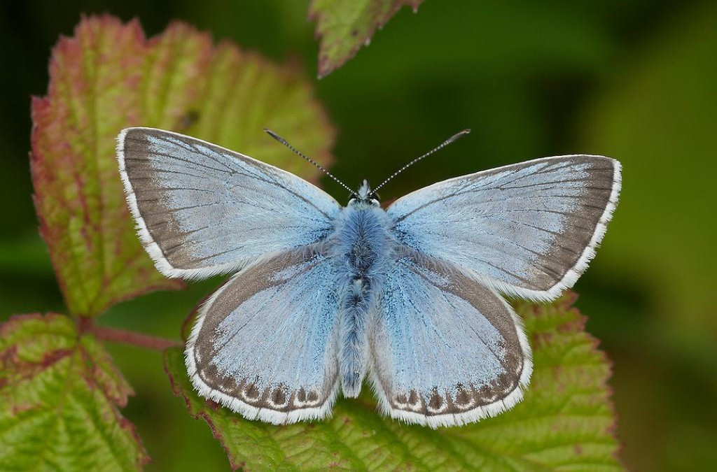 🌿 Birling Estate Wildlife Roundup – World Wildlife Day 2026