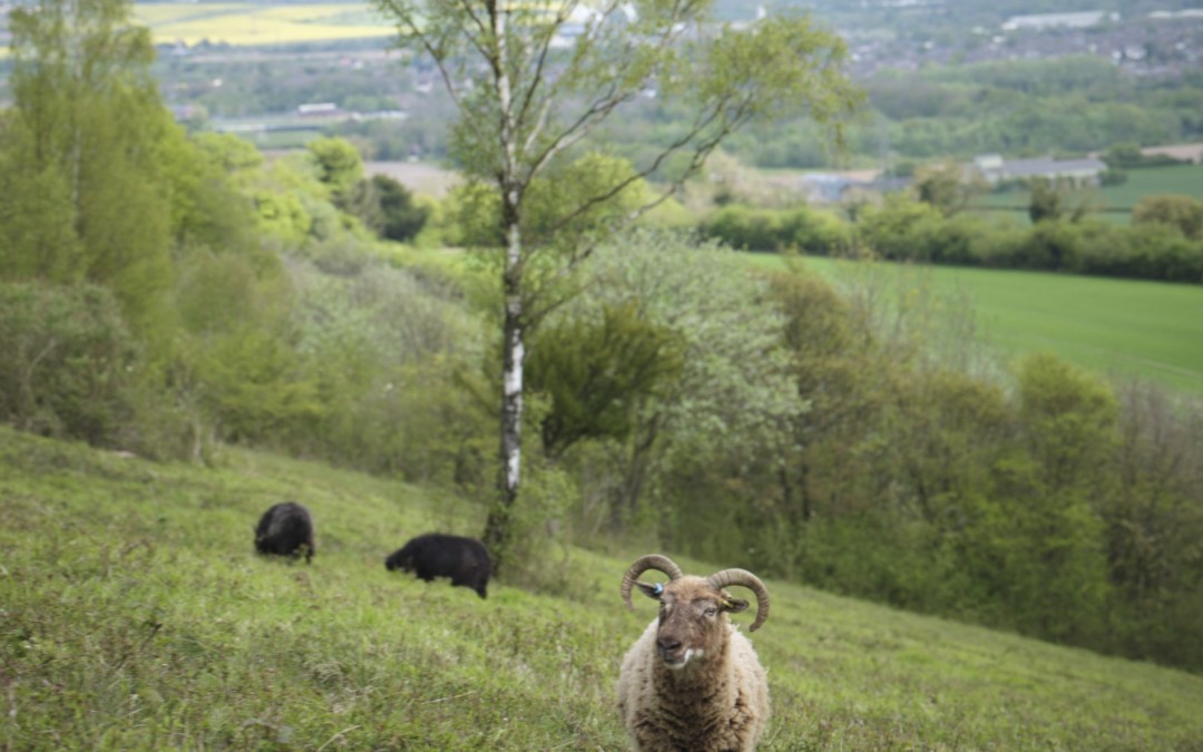 🌿 No Mow May – and the Graziers Who Do It Better